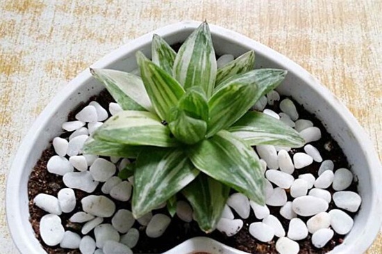 多肉植物如何换盆