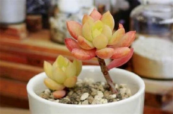 多肉植物烂根如何办
