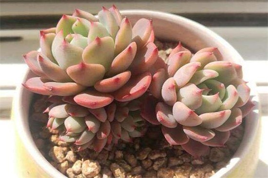 多肉植物烂根如何办