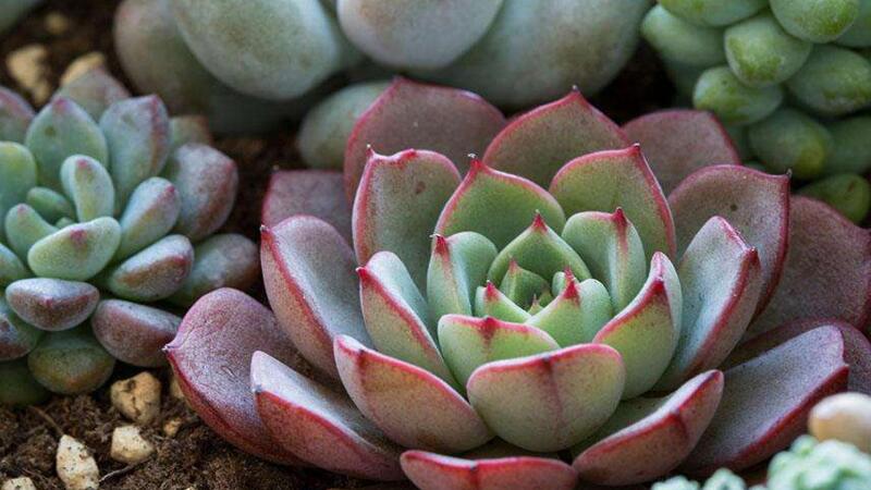 多肉叶子变软如何办