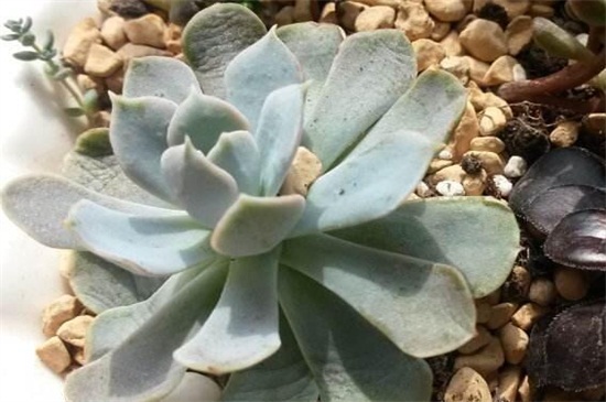 多肉叶子变软如何办