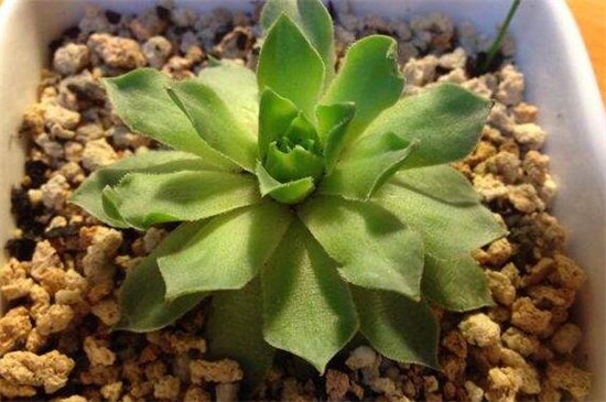 多肉叶子变软如何办
