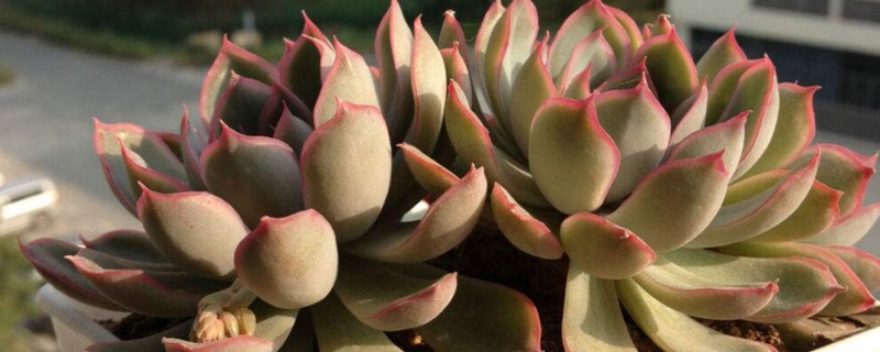 花月夜的家庭养殖办法和留意事项