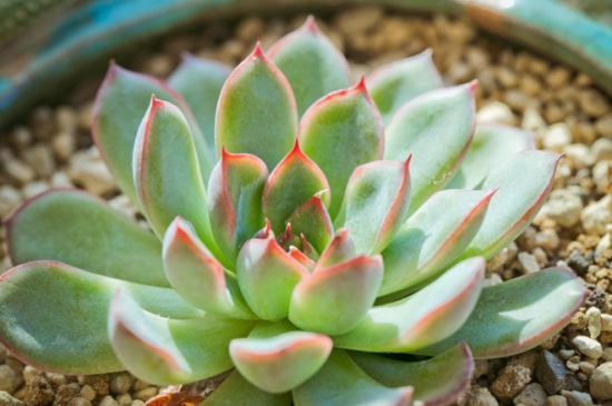 花月夜的家庭养殖办法和留意事项