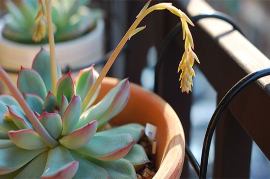 花月夜的家庭养殖办法和留意事项