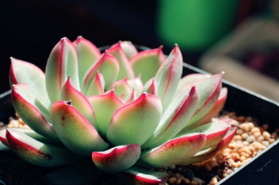 花月夜的家庭养殖办法和留意事项