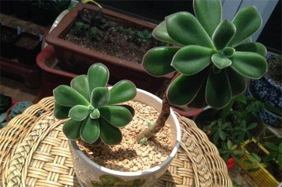 锦晃星老桩如何养