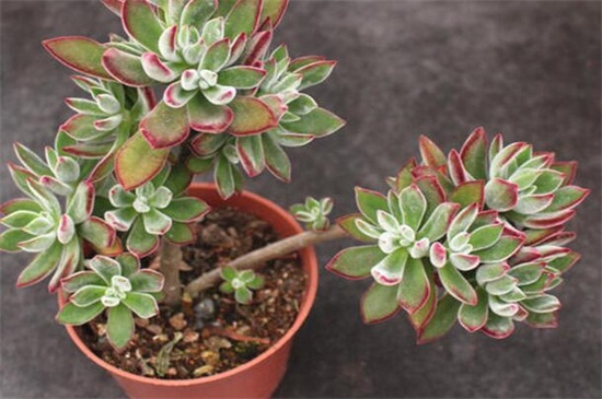 锦晃星老桩如何养