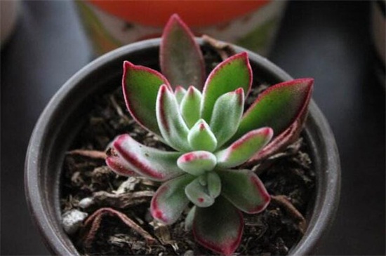 黑兔耳的养殖办法及留意事项