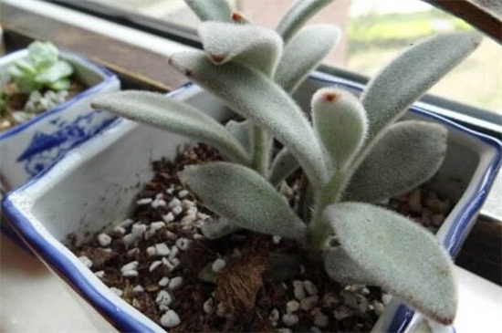 黑兔耳的养殖办法及留意事项