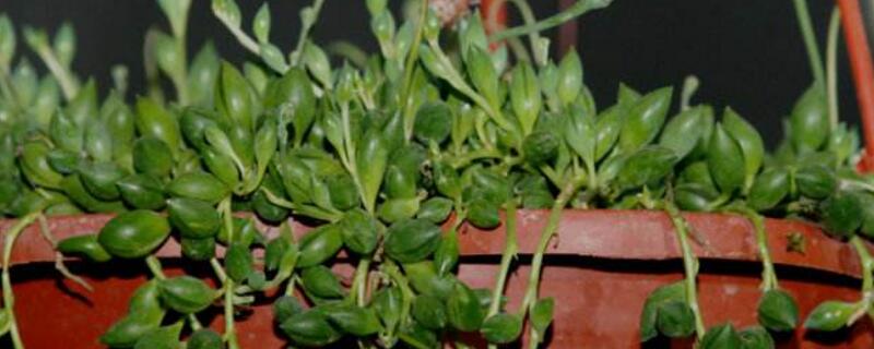 大弦月城的养殖办法和留意事项