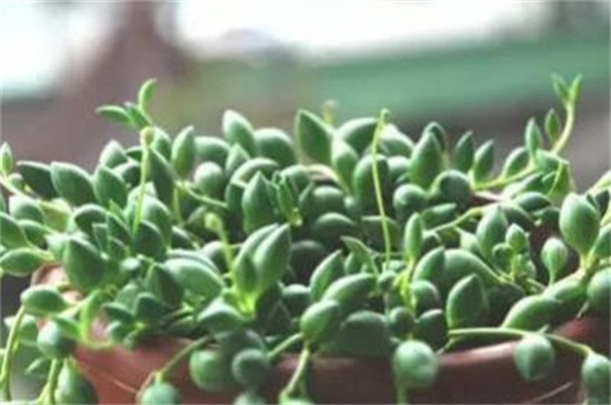 大弦月城的养殖办法和留意事项