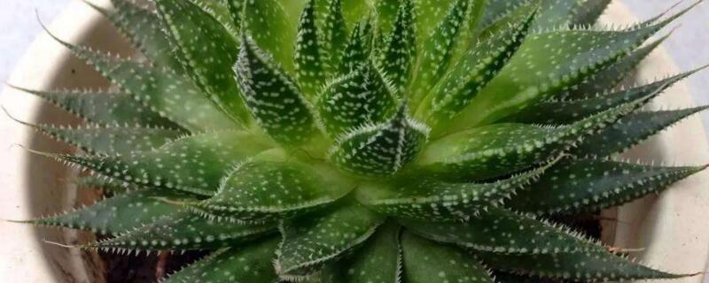 芦荟女王的养殖办法和留意事项
