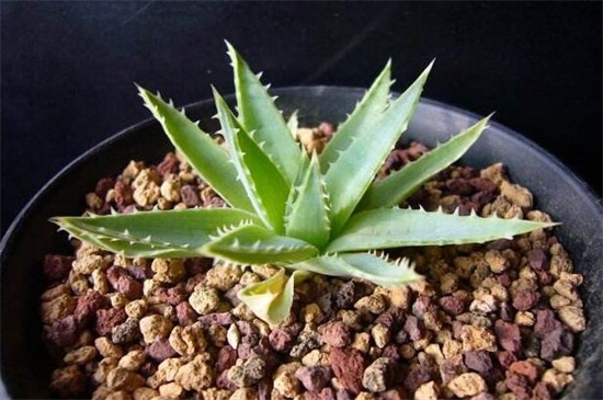 芦荟女王的养殖办法和留意事项