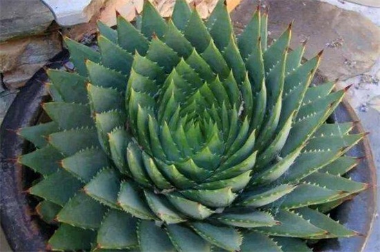 芦荟女王的养殖办法和留意事项