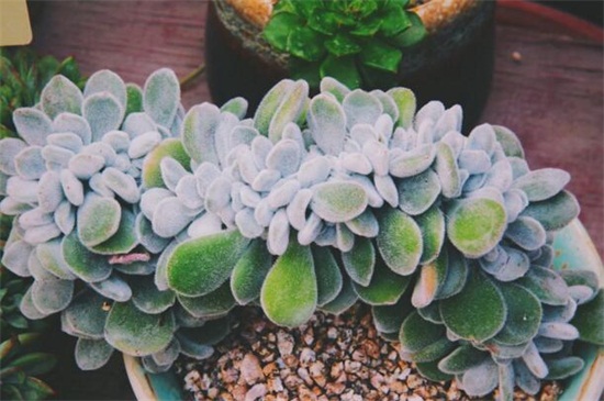 多肉种类大全