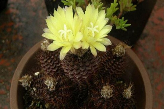 士童的养殖办法及留意事项