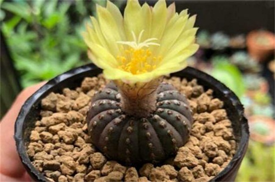 士童的养殖办法及留意事项