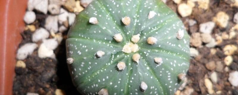 星兜如何养长得快