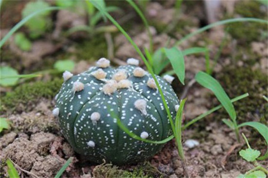 星兜如何养长得快