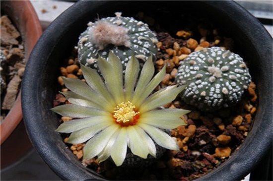 星兜如何养长得快