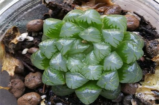 玉露如何养才能饱满