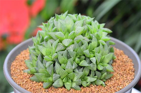 玉露如何养才能饱满