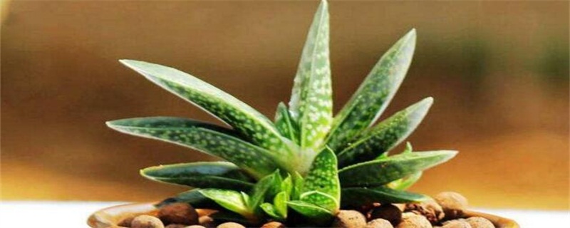 子宝的家庭养殖办法和留意事项