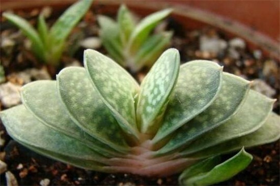 子宝的家庭养殖办法和留意事项