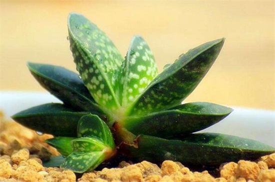 子宝的家庭养殖办法和留意事项