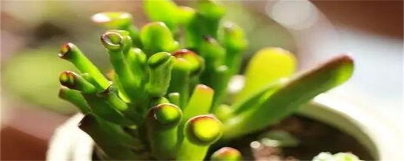 多肉吸财树如何繁殖