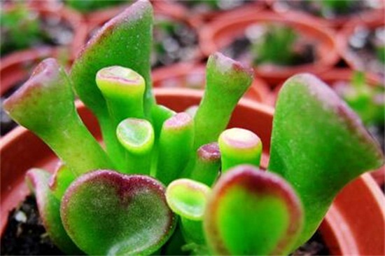 多肉吸财树如何繁殖