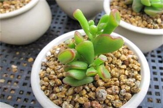 多肉吸财树如何繁殖