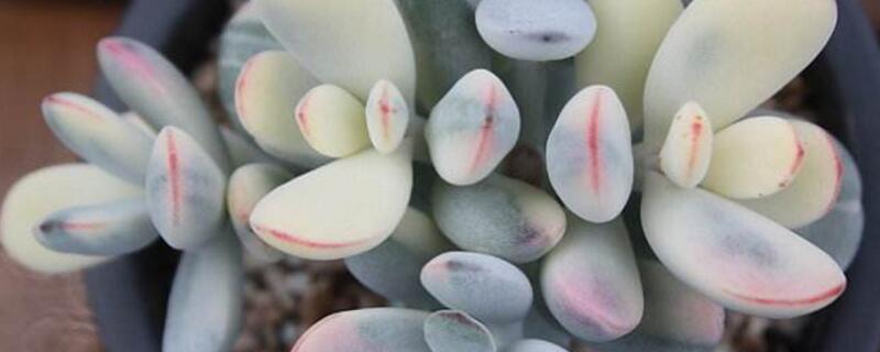 乒乓福娘的养殖办法及留意事项