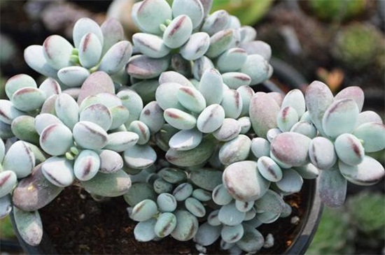 乒乓福娘的养殖办法及留意事项