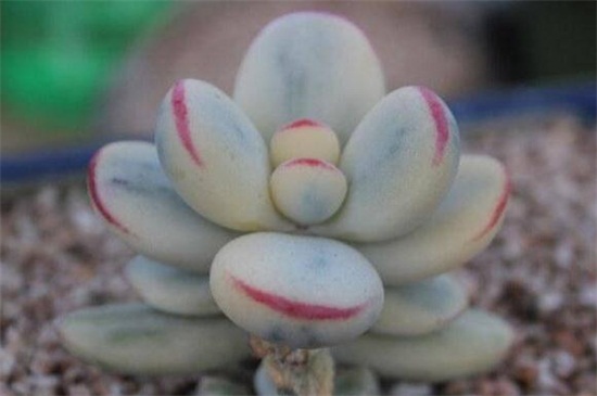 乒乓福娘的养殖办法及留意事项