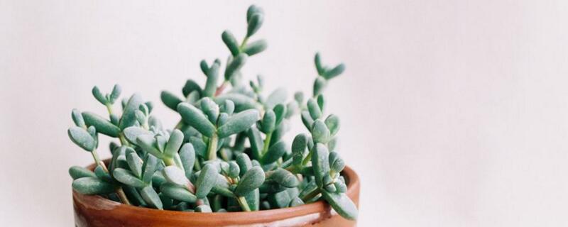 鹿角海棠如何浇水