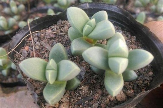 鹿角海棠如何浇水