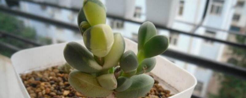 鹿角海棠如何爆盆