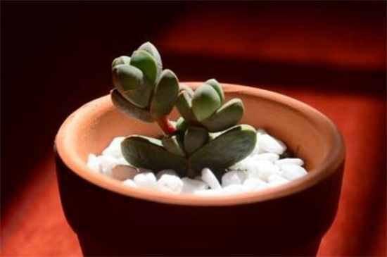 鹿角海棠如何爆盆