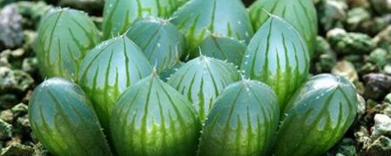 草玉露的养殖办法和留意事项