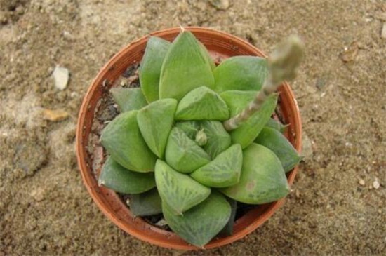 草玉露的养殖办法和留意事项