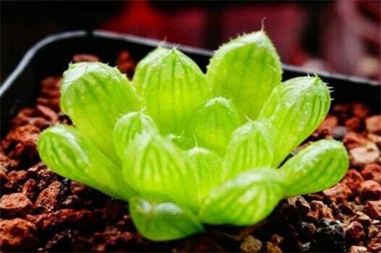 草玉露的养殖办法和留意事项