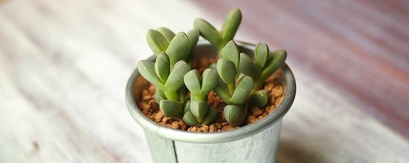 鹿角海棠好像是木质化了,如何处理