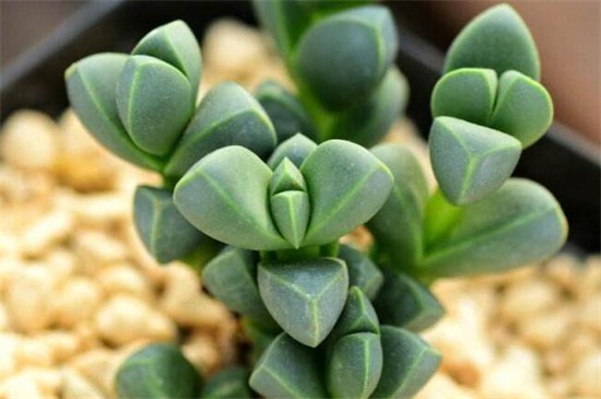 鹿角海棠好像是木质化了,如何处理