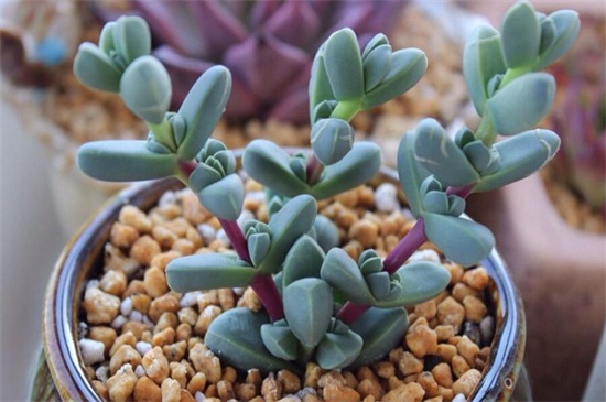 鹿角海棠好像是木质化了,如何处理