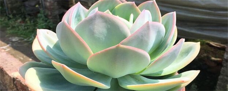 白凤的养殖办法和留意事项