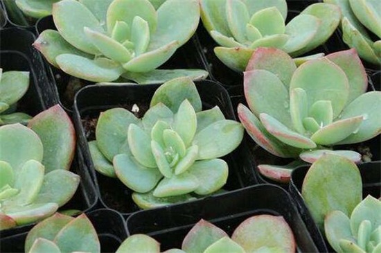 白凤的养殖办法和留意事项