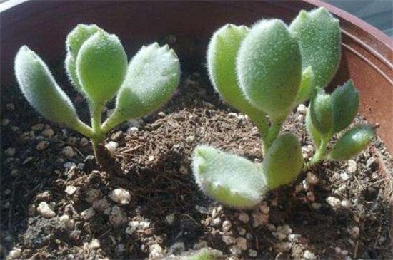 熊童子如何扦插,掌握3个要点成活率过百