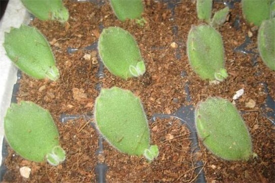 熊童子如何扦插,掌握3个要点成活率过百